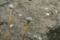 Eriocaulon heterolepis